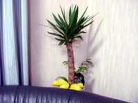 plant_03.jpg
